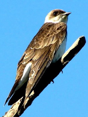 Golondrina parda/Brown-chested Martin Golondrina parda/Brown-chested Martin