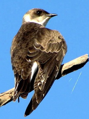Golondrina parda/Brown-chested Martin Golondrina parda/Brown-chested Martin