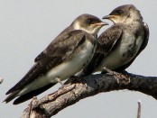 Golondrina parda/Brown-chested Martin Golondrina parda/Brown-chested Martin
