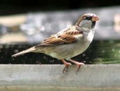 Gorrión/House Sparrow