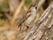 Gorrión/House Sparrow
