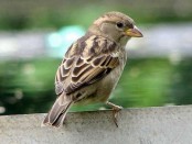 Gorrión/House Sparrow