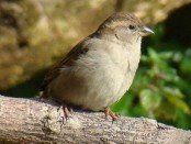 Gorrión/House Sparrow