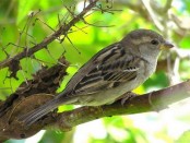 Gorrión/House Sparrow
