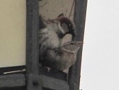 Gorrión/House Sparrow