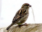 Gorrión/House Sparrow