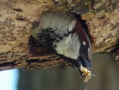 Gorrión/House Sparrow