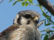 Halconcito colorado/American Kestrel