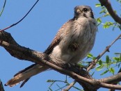 Halconcito colorado/American Kestrel