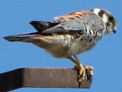 Halconcito colorado/American Kestrel