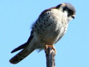 Halconcito colorado/American Kestrel