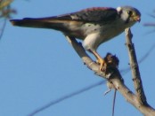 Halconcito colorado/American Kestrel