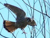 Halconcito colorado/American Kestrel