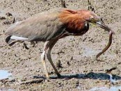 Hocó colorado/Rufescent Tiger-Heron