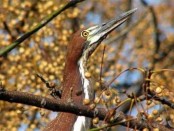 Hocó colorado/Rufescent Tiger-Heron