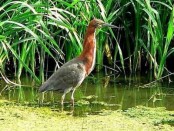 Hocó colorado/Rufescent Tiger-Heron