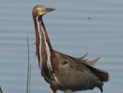 Hocó colorado/Rufescent Tiger-Heron