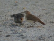 Hornero/Rufous Hornero