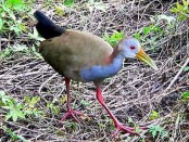 Ipacaá/Giant Wood-Rail