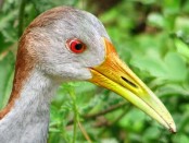 Ipacaá/Giant Wood-Rail