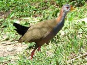 Ipacaá/Giant Wood-Rail