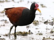 Jacana/Wattled Jacana Jacana/Wattled Jacana