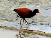 Jacana/Wattled Jacana Jacana/Wattled Jacana