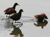 Jacana/Wattled Jacana Jacana/Wattled Jacana