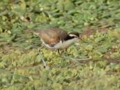 Jacana/Wattled Jacana Jacana/Wattled Jacana