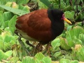 Jacana/Wattled Jacana Jacana/Wattled Jacana
