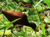 Jacana/Wattled Jacana Jacana/Wattled Jacana
