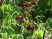 Jacana/Wattled Jacana Jacana/Wattled Jacana