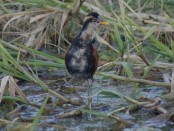 Jacana/Wattled Jacana Jacana/Wattled Jacana