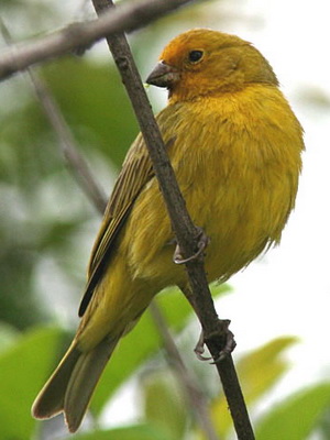 Jilguero dorado/Saffron Yellow-Finch Jilguero dorado/Saffron Yellow-Finch