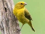 Jilguero dorado/Saffron Yellow-Finch Jilguero dorado/Saffron Yellow-Finch