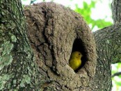 Jilguero dorado/Saffron Yellow-Finch Jilguero dorado/Saffron Yellow-Finch