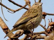 Jilguero dorado/Saffron Yellow-Finch Jilguero dorado/Saffron Yellow-Finch