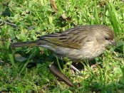 Jilguero dorado/Saffron Yellow-Finch Jilguero dorado/Saffron Yellow-Finch