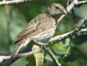 Jilguero dorado/Saffron Yellow-Finch Jilguero dorado/Saffron Yellow-Finch