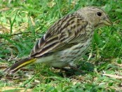 Jilguero dorado/Saffron Yellow-Finch Jilguero dorado/Saffron Yellow-Finch