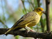 Jilguero dorado/Saffron Yellow-Finch Jilguero dorado/Saffron Yellow-Finch