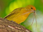 Jilguero dorado/Saffron Yellow-Finch Jilguero dorado/Saffron Yellow-Finch