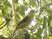 Juan chiviro/Rufous-browed Peppershrike Juan chiviro/Rufous-browed Peppershrike