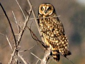 Lechuzón de campo/Short-eared Owl
