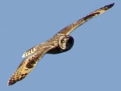 Lechuzón de campo/Short-eared Owl