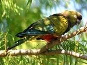 Loro barranquero/Burrowing Parakeet Loro barranquero/Burrowing Parakeet