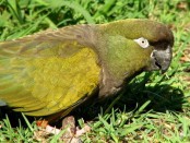 Loro barranquero/Burrowing Parakeet Loro barranquero/Burrowing Parakeet
