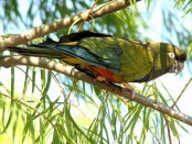 Loro barranquero/Burrowing Parakeet Loro barranquero/Burrowing Parakeet
