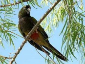 Loro barranquero/Burrowing Parakeet Loro barranquero/Burrowing Parakeet