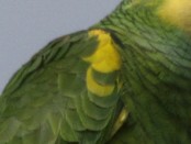 Loro hablador/Turquoise-fronted Parrot